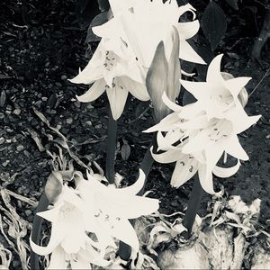 Meet your Posher, Emma